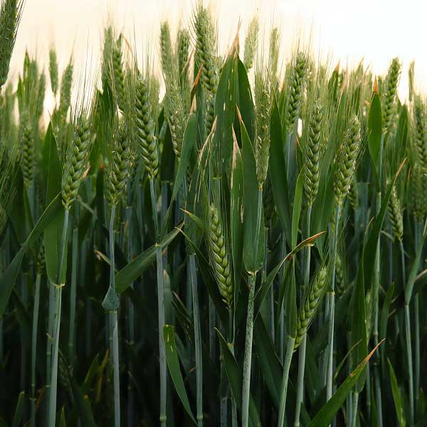 polje pšenice