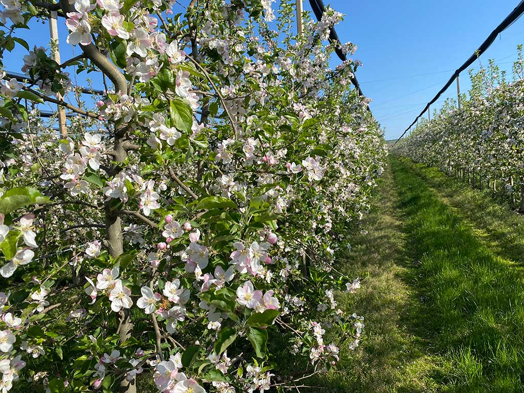 drvored procvetalih jabuka