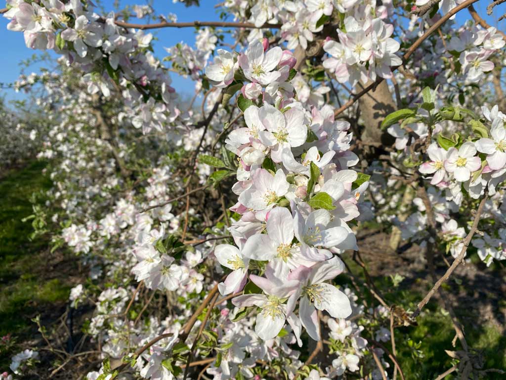 procvetala grana jabuke