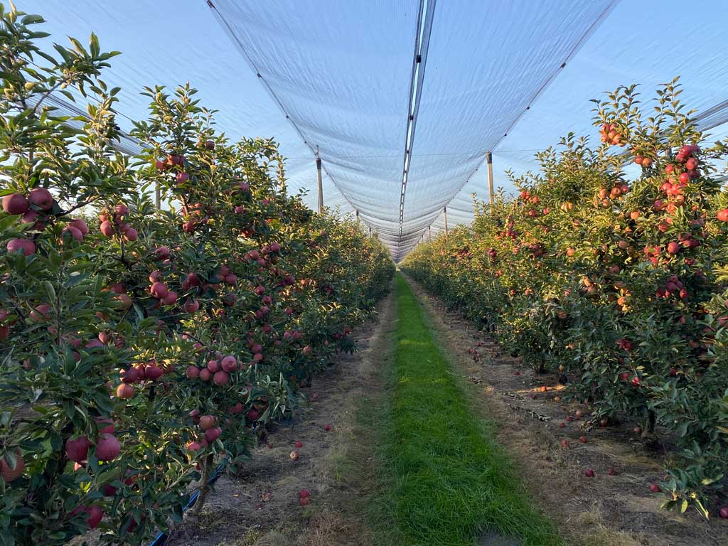 plantaža crvenih jabuka