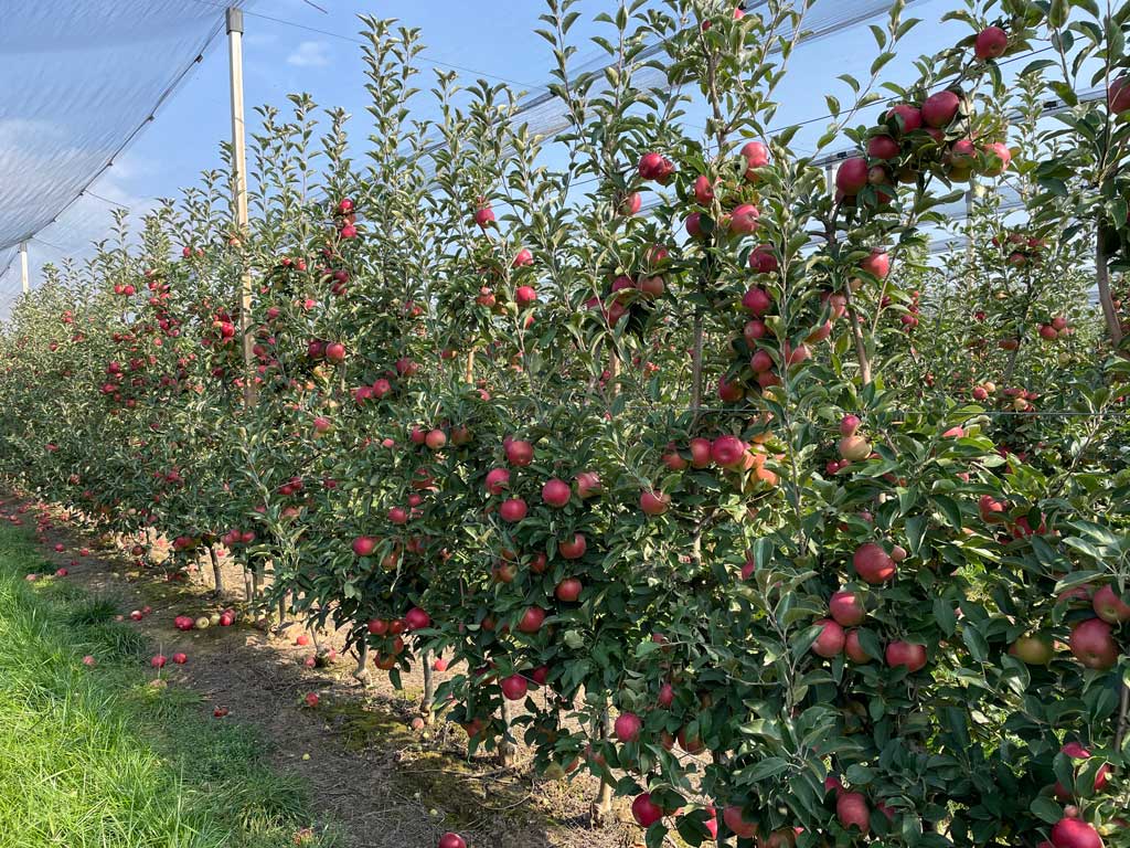 red sadnica crvenih jabuka