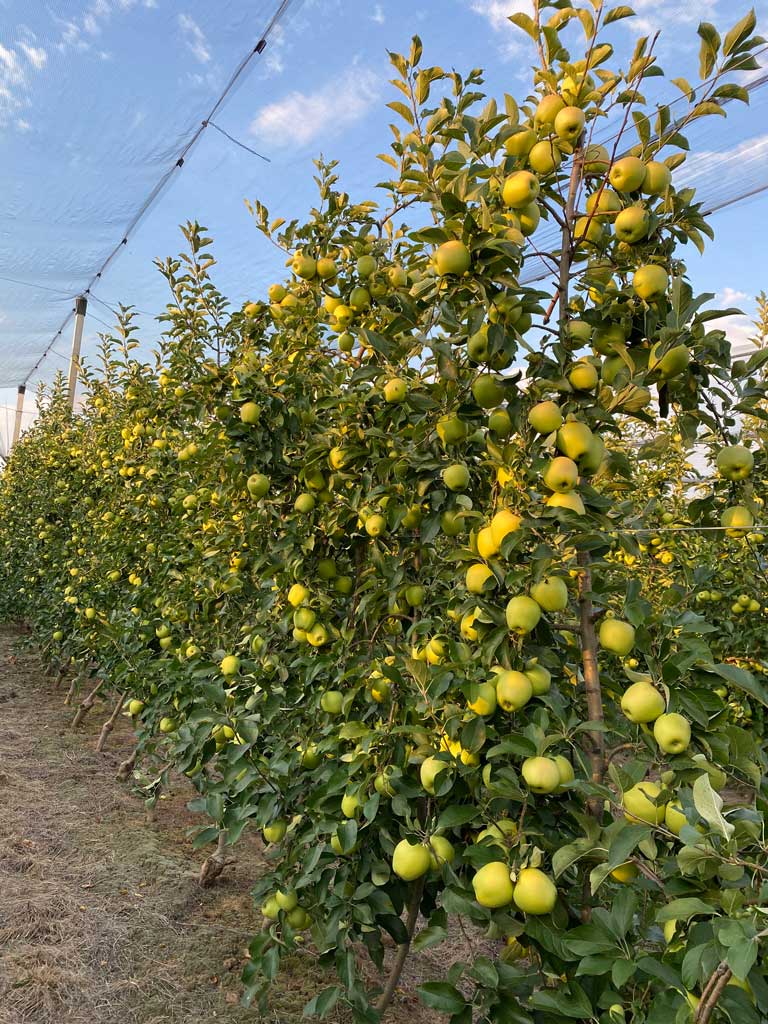 drvo sa zelenim jabukama