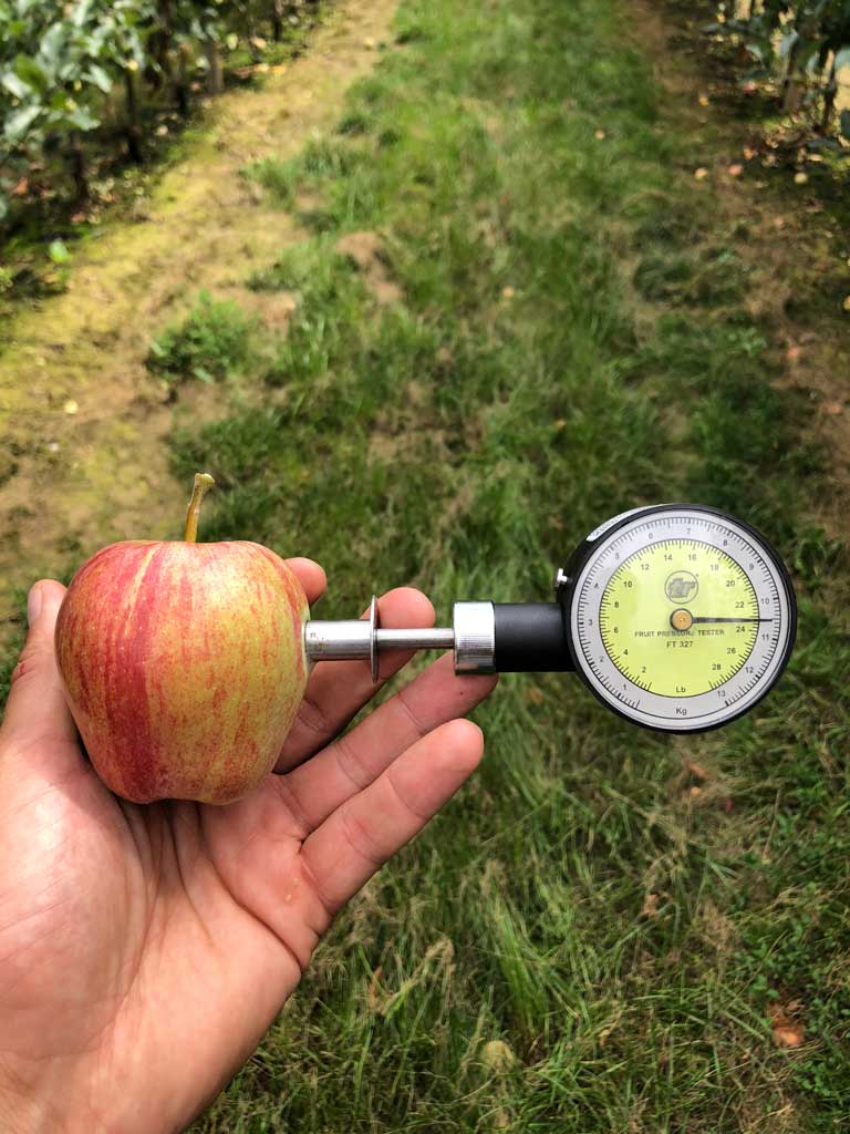 ruka drži jabuku i aparat za merenje