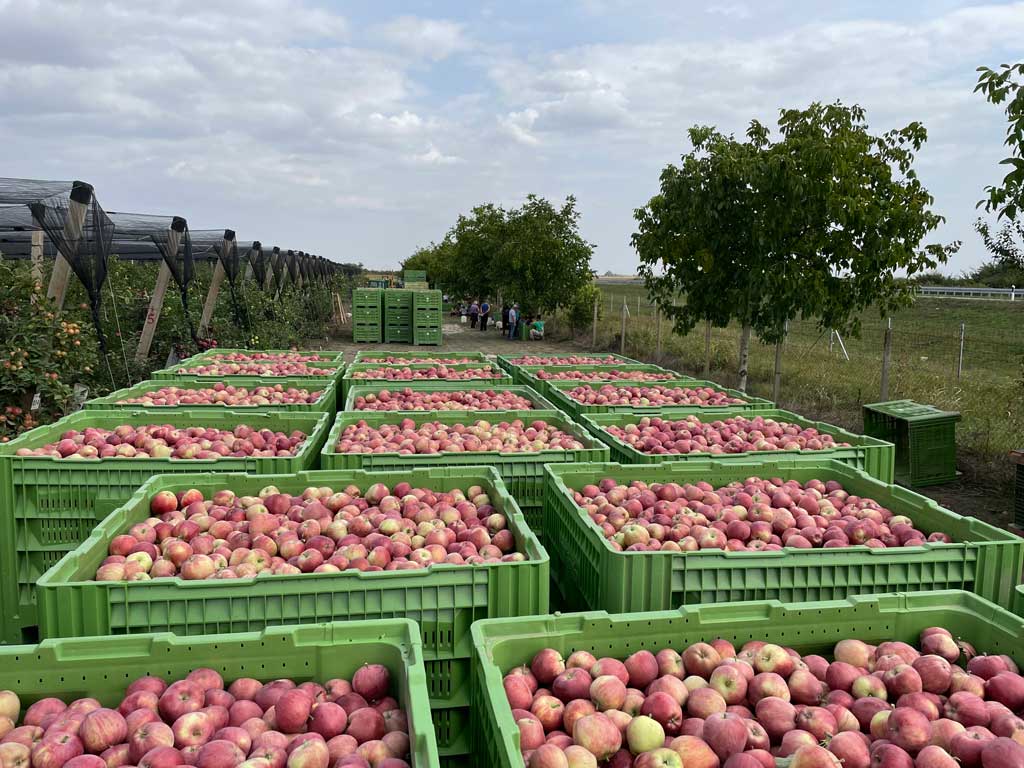 gajbe sa crveno zelenim jabukama
