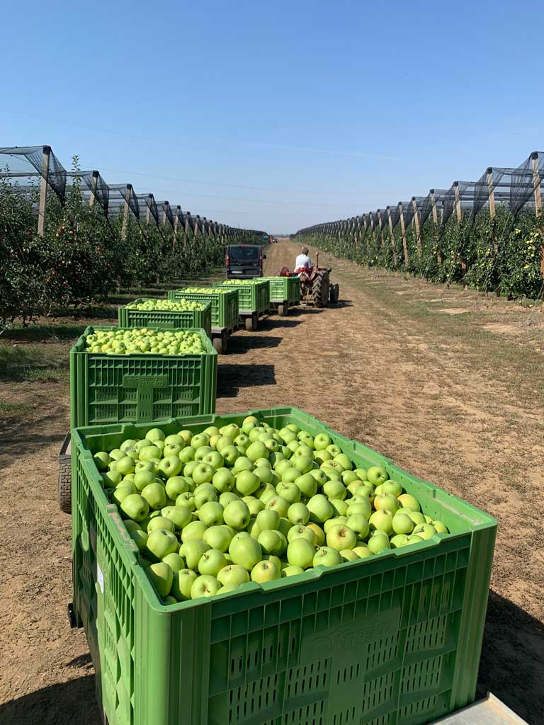 traktor vuče prikolice sa jabukama