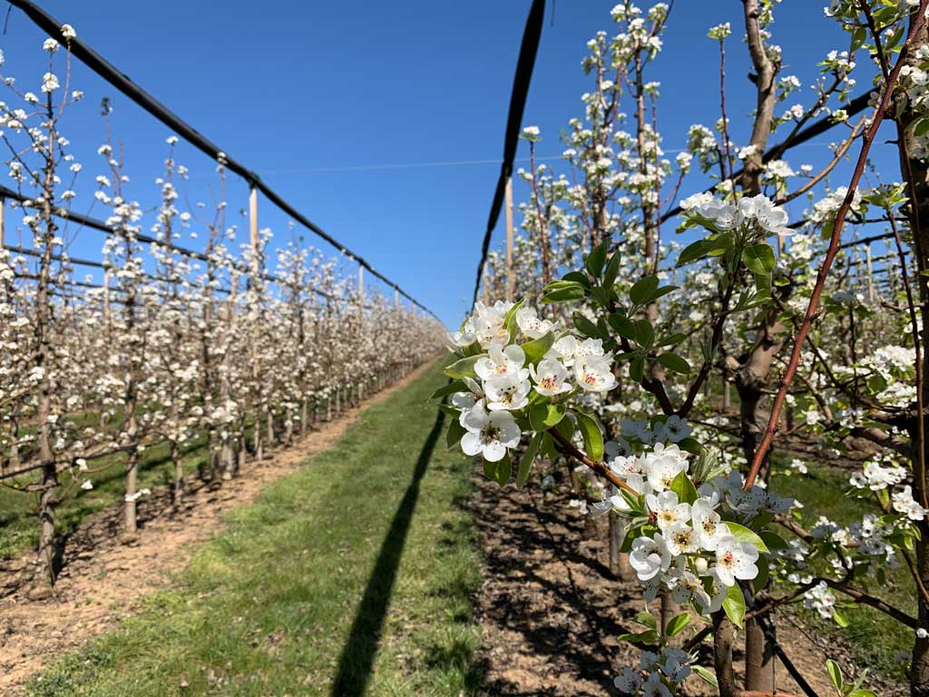 procvetale kruške u rasadniku
