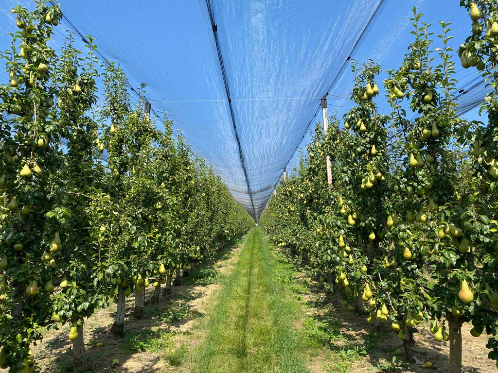 prolaz između krušaka u rasadniku