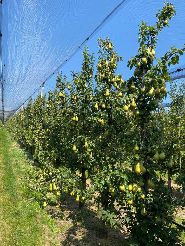 red kruške u rasadniku