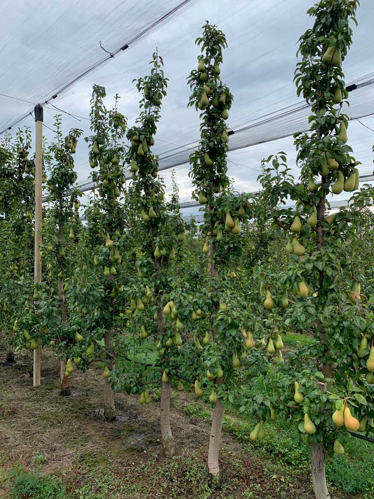 drveće kruške u rasadniku