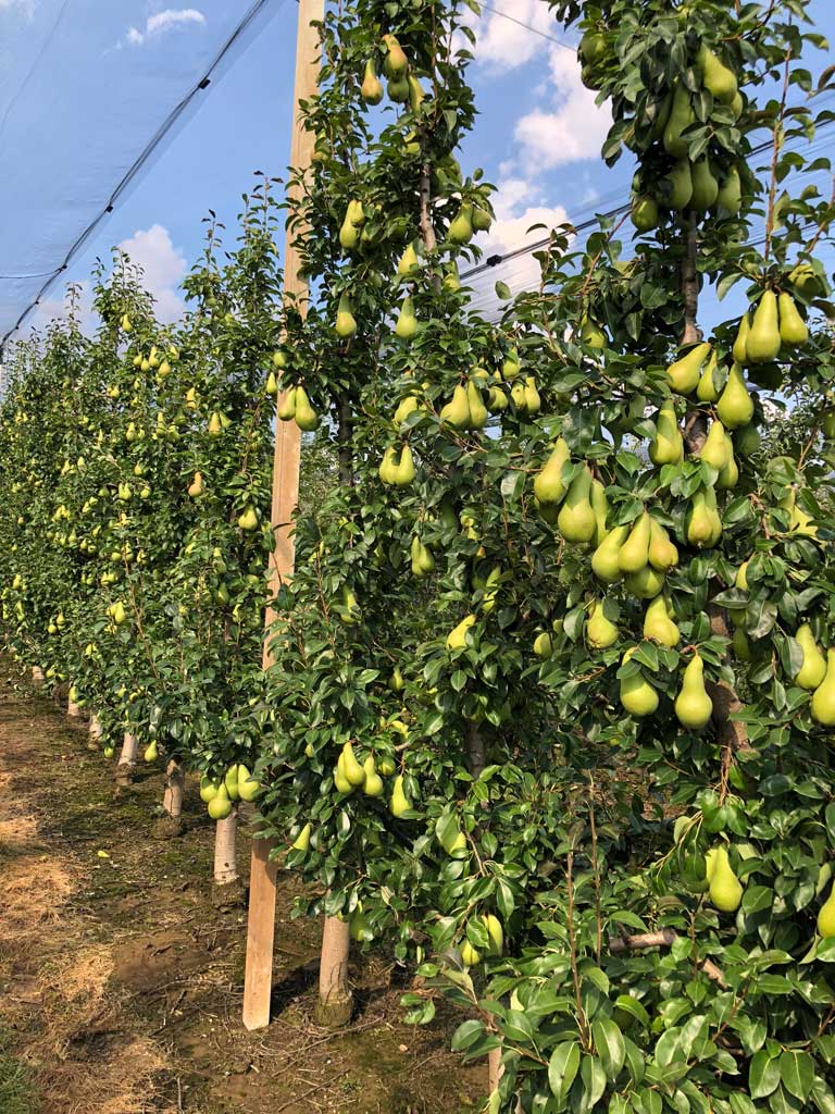 red krušaka u rasadniku