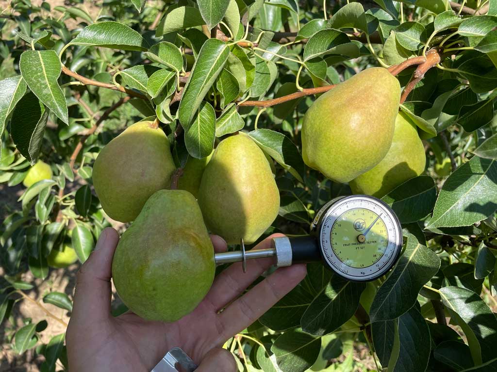 ruka drži kruške i aparat za merenje