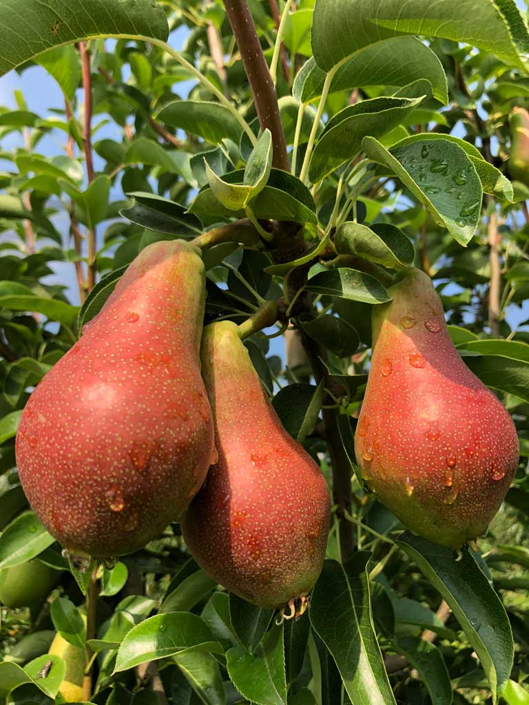 orošene kruške na grani