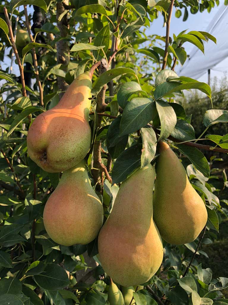 četiri kruške na grani