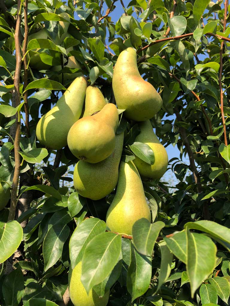 zelene kruške na grani