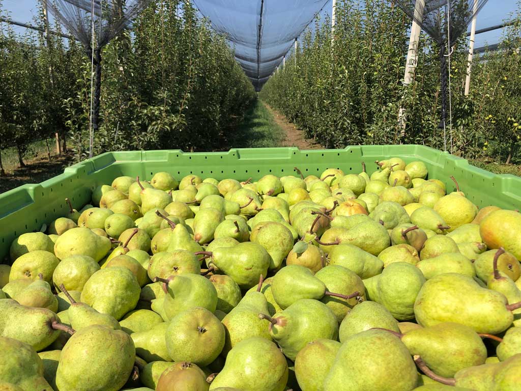zelene kruške u gajbi