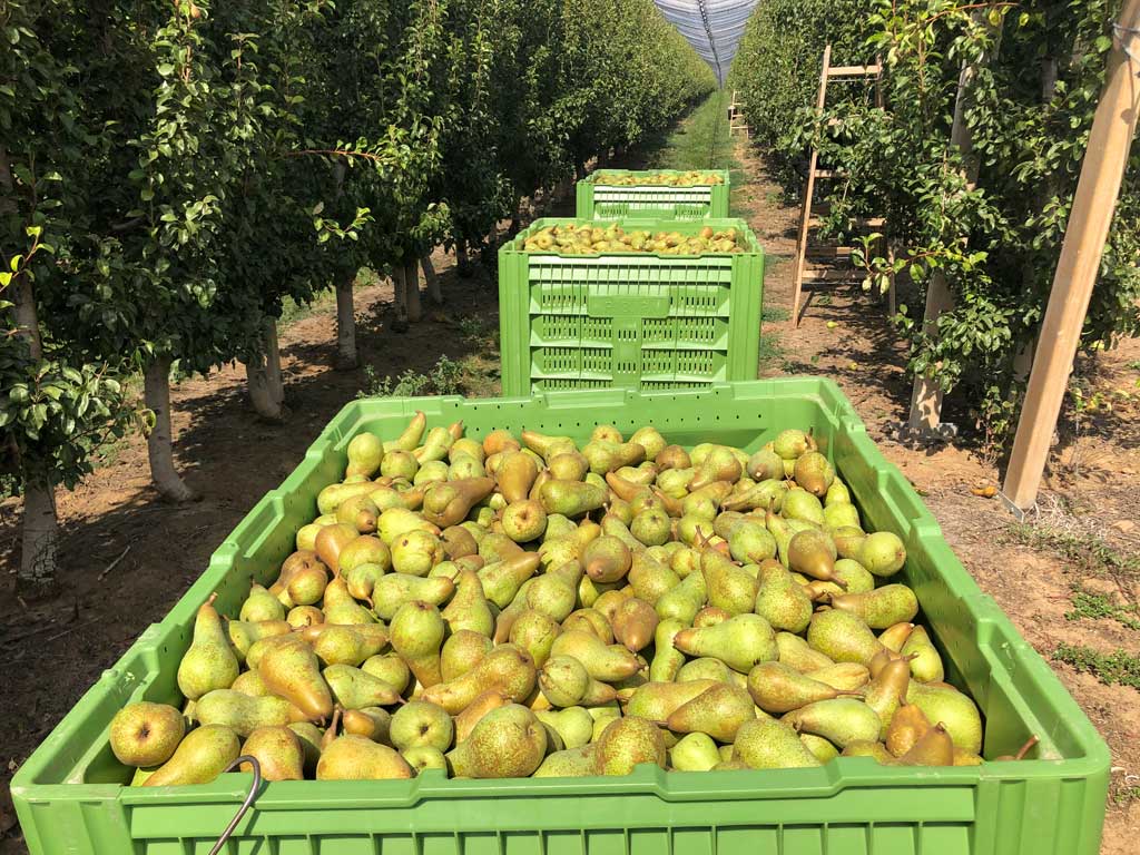 gajbe sa zelenim kruškama