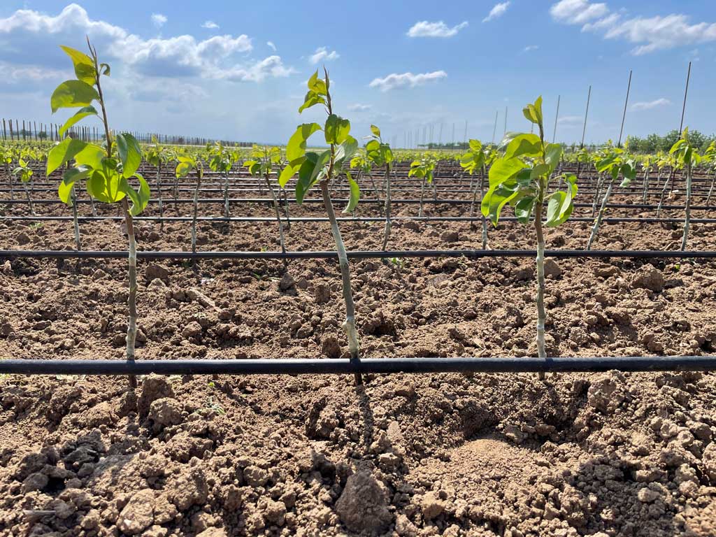 zemlja sa mladim sadnicama