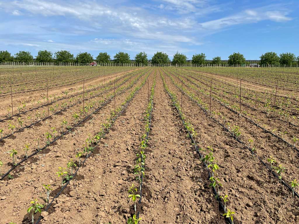 njiva sa posađenim rasadom