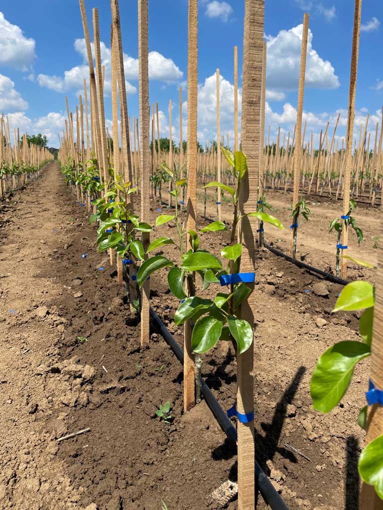 uvezane sadnice sa potporama