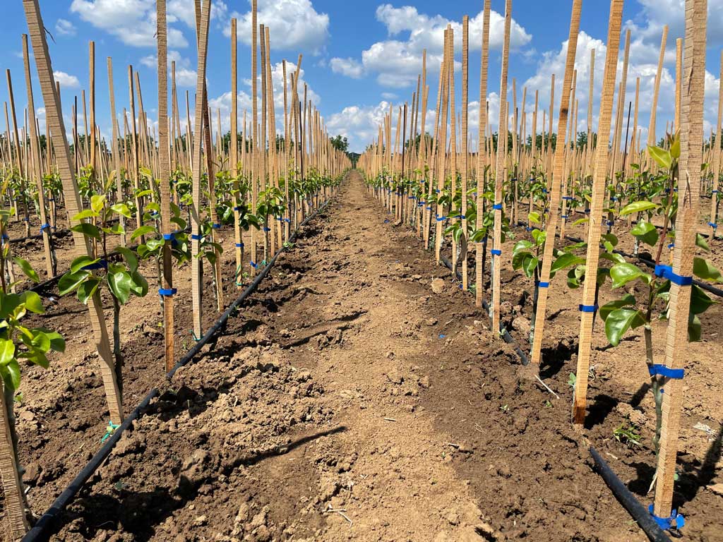 sadnice sa potporama