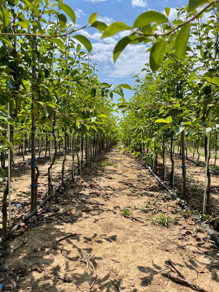 redovi u rasadniku kruške