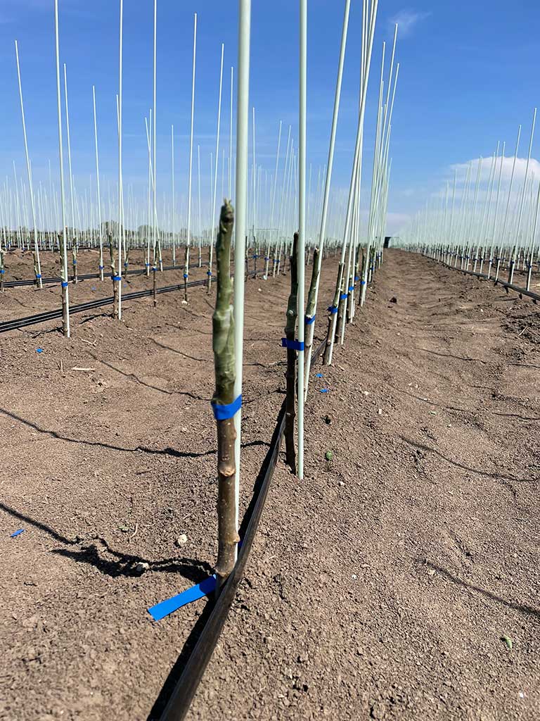 red tek posađenih sadnica