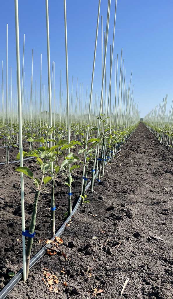 redovi u rasadniku jabuke