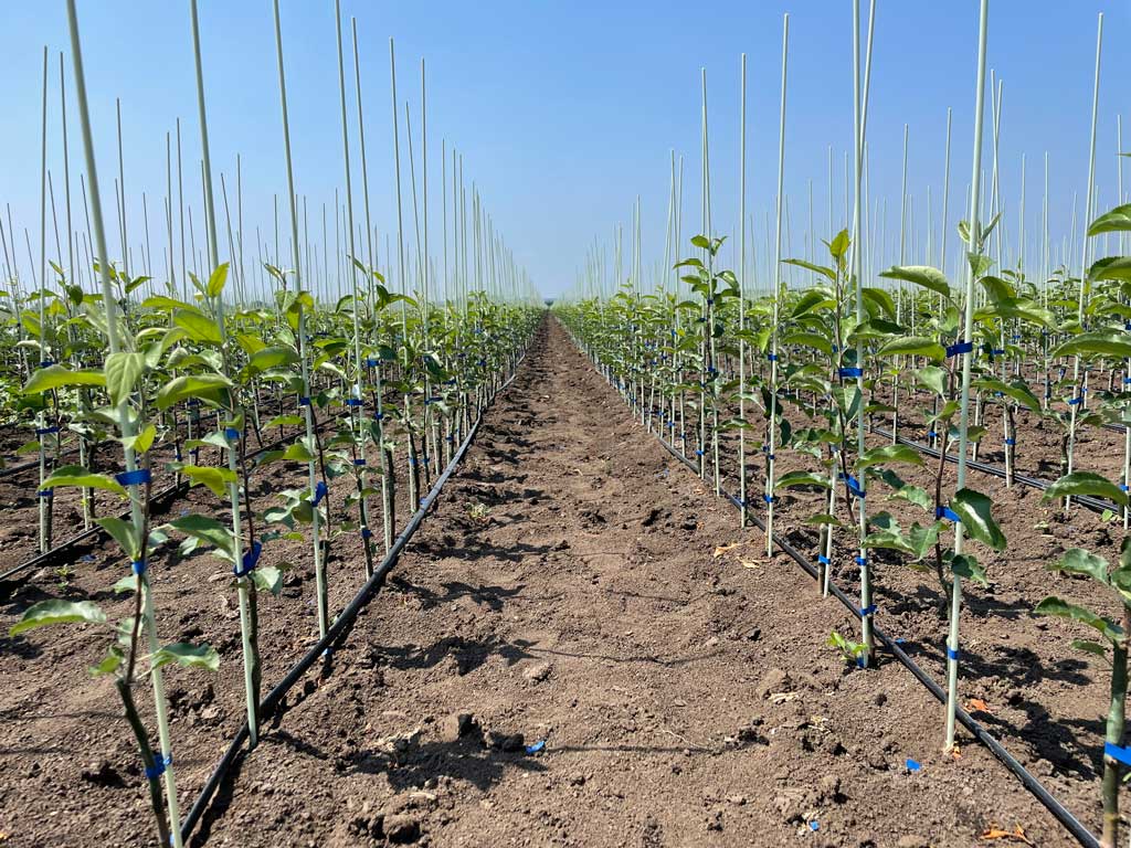 redovi posađenog drveća jabuke