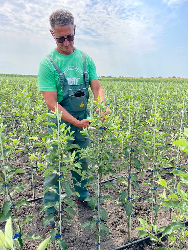 čovek potkresuje sadnicu