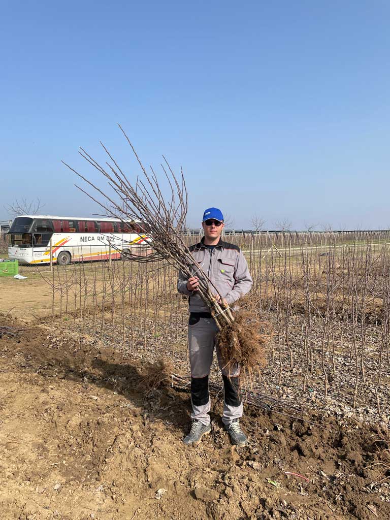 čovek drži sadnicu na njivi