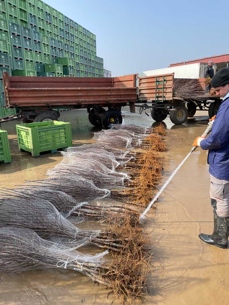 čovek prska vodom sadnice na zemlji