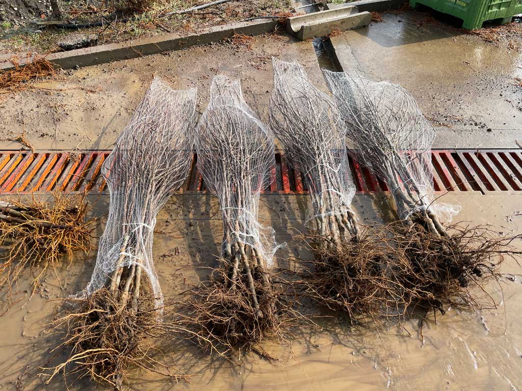 četiri sadnice položene na zemlju