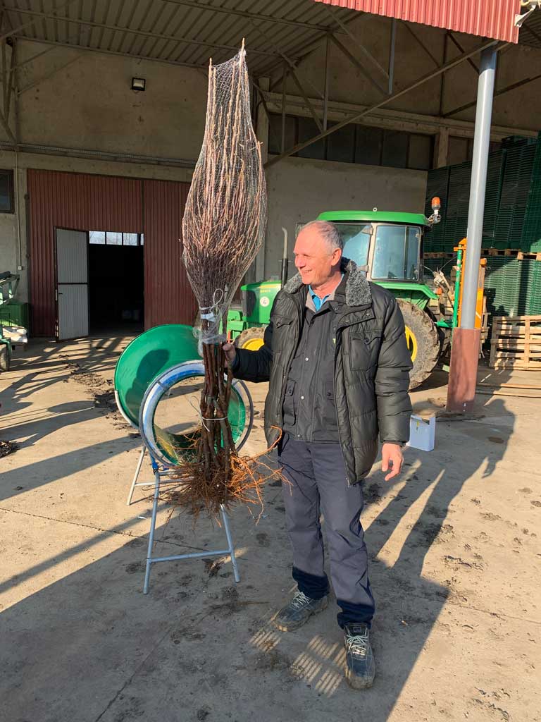 čovek drži sadnicu u ruci