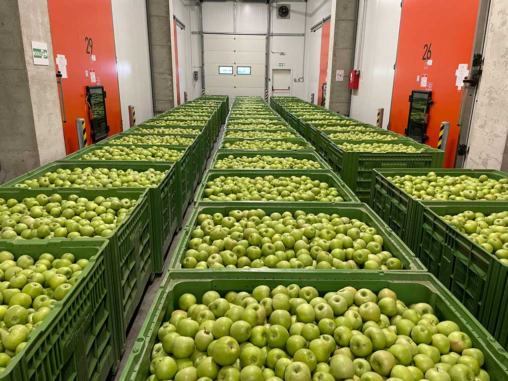 gajbe sa zelenim jabukama u skladištu