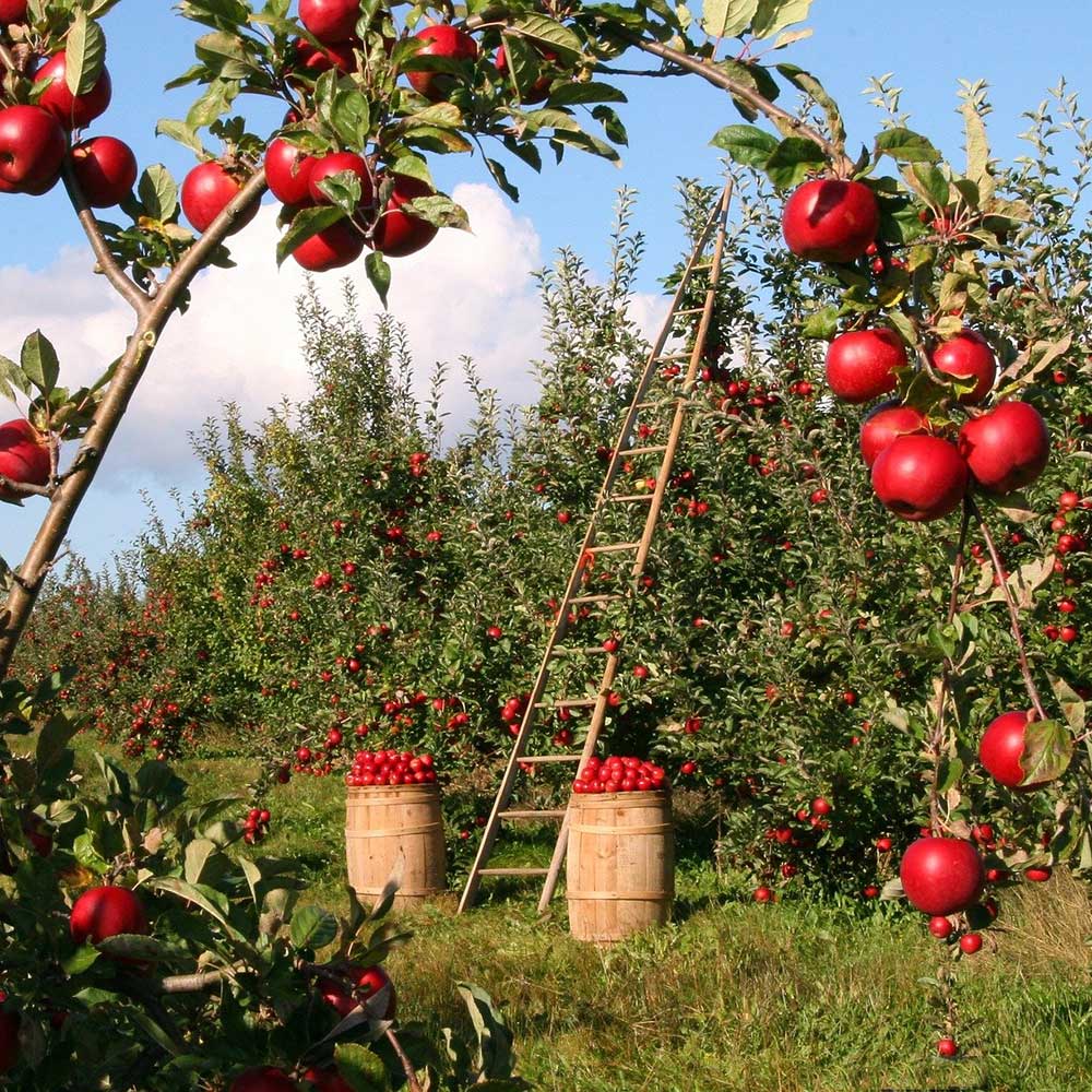 crvene jabuke u voćnjaku