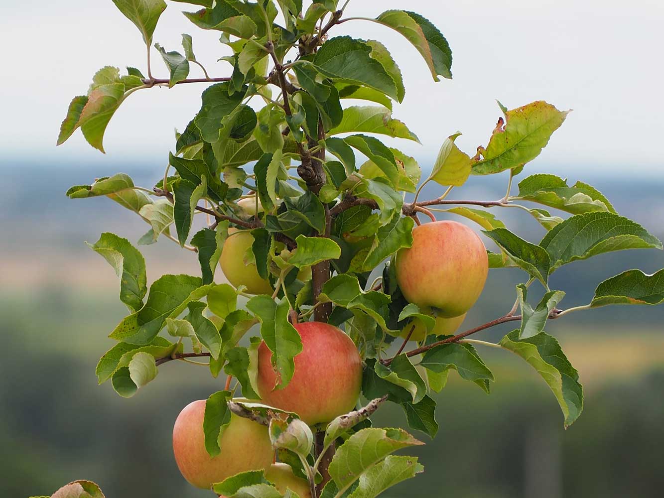 jabuke na grani sa zelenim lišćem